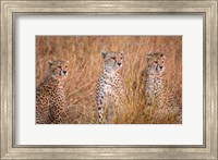 Cheetah Alpine Glow Fine Art Print