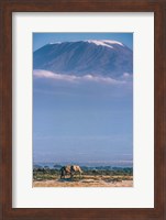 Kilimanjaro And The Quiet Sentinels Fine Art Print