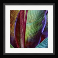 Banana Skin Fine Art Print