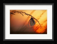 Good Night Fine Art Print