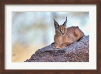 Caracal Fine Art Print