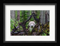 Wolf Fine Art Print