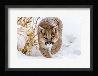 Sneaky Cougar Fine Art Print