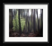 Spring Forest Fine Art Print