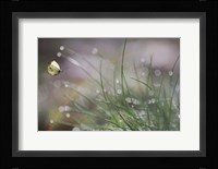 Imminent Landing Fine Art Print