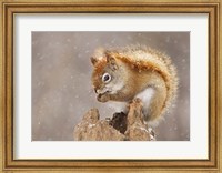 Squirrel in a Snow Storm Fine Art Print