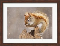 Squirrel in a Snow Storm Fine Art Print