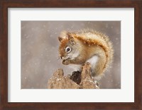 Squirrel in a Snow Storm Fine Art Print