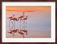 Flamingos Family Fine Art Print