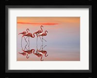 Flamingos Family Fine Art Print