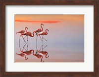 Flamingos Family Fine Art Print