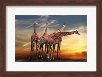 Giraffes Fine Art Print