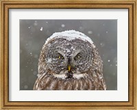 Great Grey Owl Winter Portrait Fine Art Print