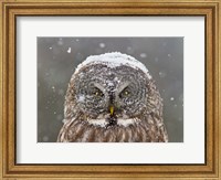 Great Grey Owl Winter Portrait Fine Art Print