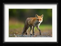 Red Fox Fine Art Print