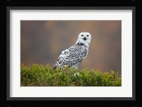 Snowy Owl Fine Art Print