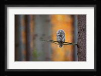 Tawny Owl Fine Art Print