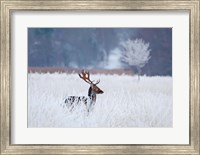 Fallow Deer In The Frozen Winter Landscape Fine Art Print