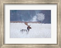 Fallow Deer In The Frozen Winter Landscape Fine Art Print