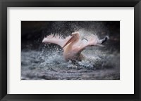 Bathing Fun Fine Art Print