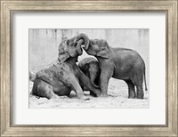 Manage A Trois Fine Art Print