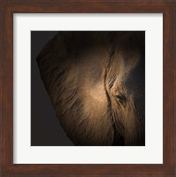 Gentle Giant Fine Art Print