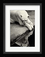 Who Is That Beauty In The Water Fine Art Print