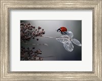 Ladybird On Hydrangea Fine Art Print