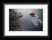 Ladybird On Hydrangea Fine Art Print
