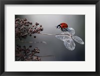 Ladybird On Hydrangea Fine Art Print
