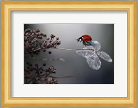 Ladybird On Hydrangea Fine Art Print