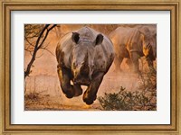 Rhino Learning To Fly Fine Art Print