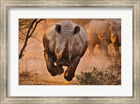 Rhino Learning To Fly Fine Art Print