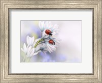Ladybirds Fine Art Print