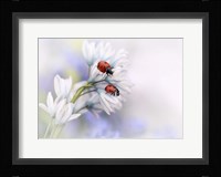Ladybirds Fine Art Print