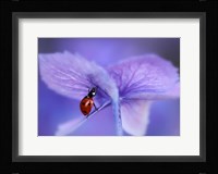 Ladybird On Purple Hydrangea Fine Art Print