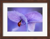 Ladybird On Purple Hydrangea Fine Art Print