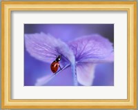 Ladybird On Purple Hydrangea Fine Art Print