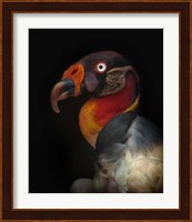 King Vulture-Sarcoramphus Papa Fine Art Print