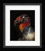 King Vulture-Sarcoramphus Papa Fine Art Print