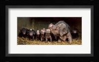 The Wrinkled Ones Fine Art Print