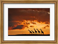 Five Giraffes Fine Art Print