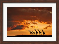 Five Giraffes Fine Art Print