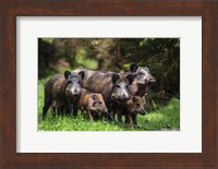Wild Boar Family Fine Art Print