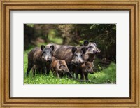 Wild Boar Family Fine Art Print