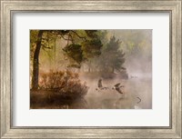 Goose Fight Fine Art Print