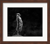 The Meerkat Fine Art Print