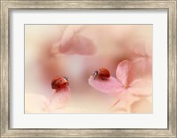 Ladybirds On Pink Hydrangea Fine Art Print