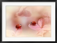 Ladybirds On Pink Hydrangea Fine Art Print