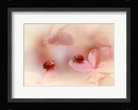 Ladybirds On Pink Hydrangea Fine Art Print